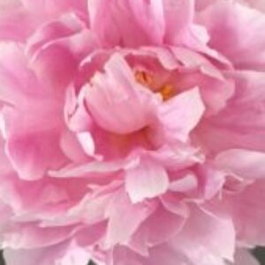 Profile photo of Olga Duff